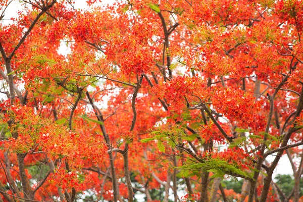 Fiore Rosso Del Guppy Tree Nel Parco — Foto Stock