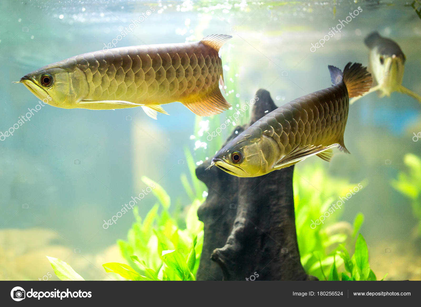 Gold arowana Stock Photos, Royalty Free Gold arowana Images | DepositPhotos, image size:1600x1167
