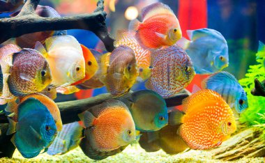 Discus (Symphysodon), çok renkli çiklitleri içinde belgili tanımlık akvaryum