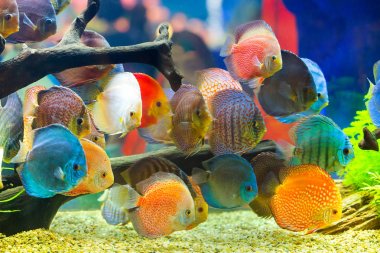 Discus (Symphysodon), çok renkli çiklitleri içinde belgili tanımlık akvaryum