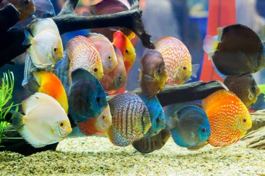 Discus (Symphysodon), çok renkli çiklitleri içinde belgili tanımlık akvaryum