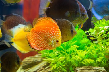 Discus (Symphysodon), çok renkli çiklitleri içinde belgili tanımlık akvaryum