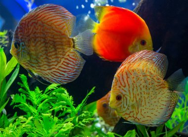 Discus (Symphysodon), çok renkli çiklitleri içinde belgili tanımlık akvaryum
