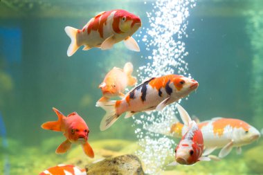 Akvaryumda sazan balığı