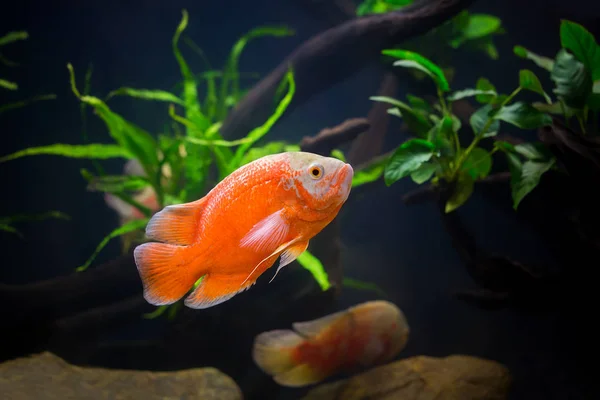 Oscar Fish Einem Schönen Schrank — Stockfoto