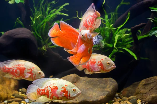 Oscar fish in einem schönen schrank — Stockfoto