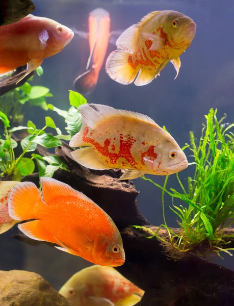 Оскар риби в красиві Кабінету — стокове фото