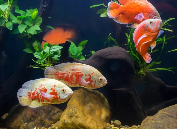 Oscar Fish Einem Schönen Schrank — Stockfoto