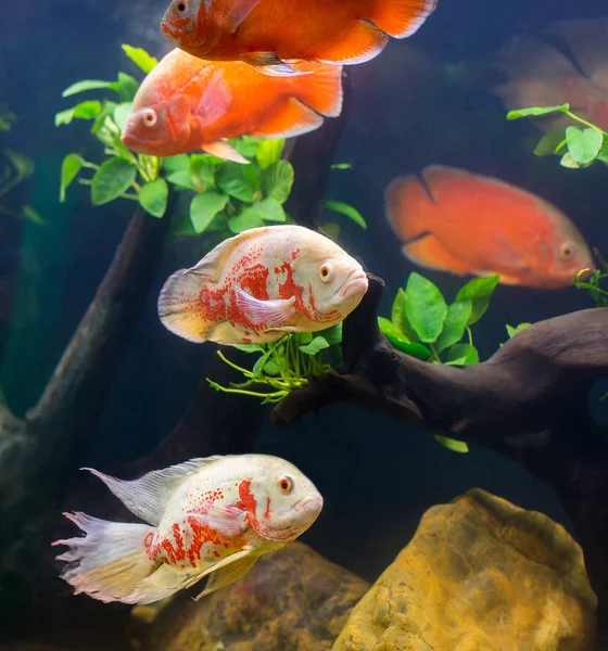 Oscar Fish — Stock Photo, Image