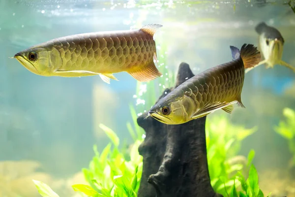 Arowana Asya ejderha balık
