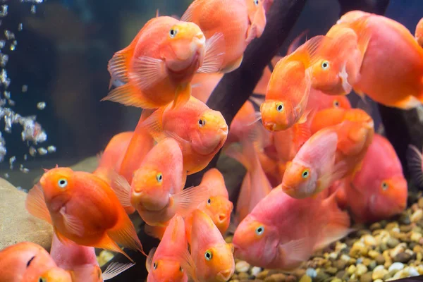 Group of red parrot cichlid — Stock Photo, Image