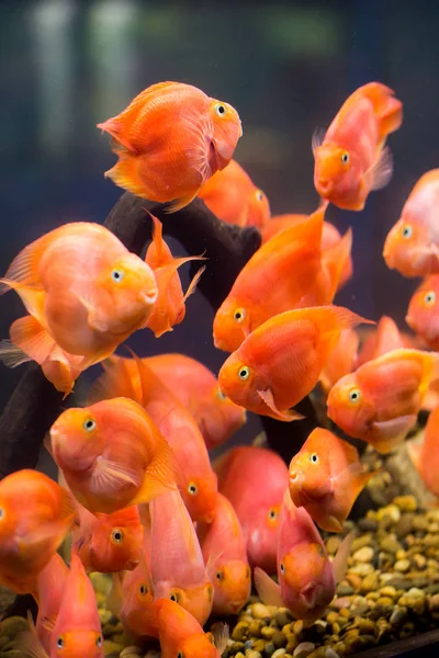 Group of red parrot cichlid — Stock Photo, Image