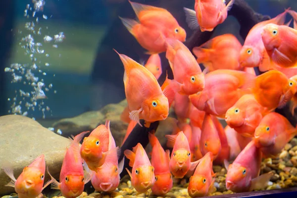 Group of red parrot cichlid — Stock Photo, Image