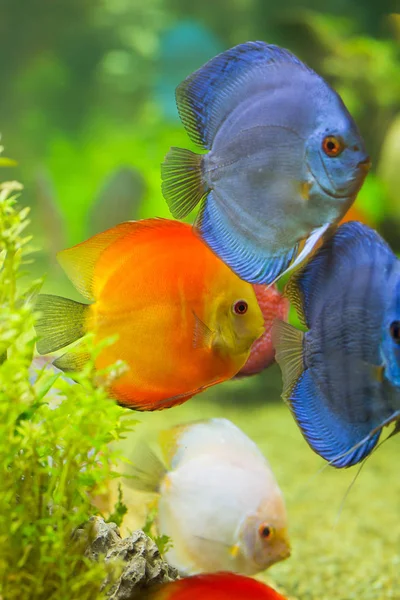 Discus (Symphysodon), ciclidi multicolori in acquario — Foto Stock