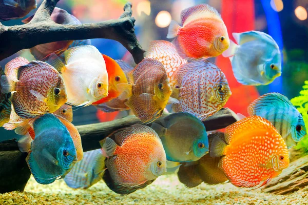 Disco (Symphysodon), cíclidos multicolores en el acuario — Foto de Stock