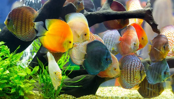 Disco (Symphysodon), cíclidos multicolores en el acuario — Foto de Stock