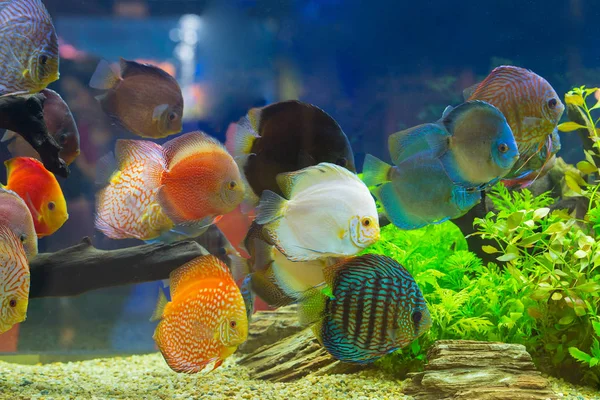 Diszkosz (Symphysodon), több színű Bölcsőszájú halak az akváriumban — Stock Fotó