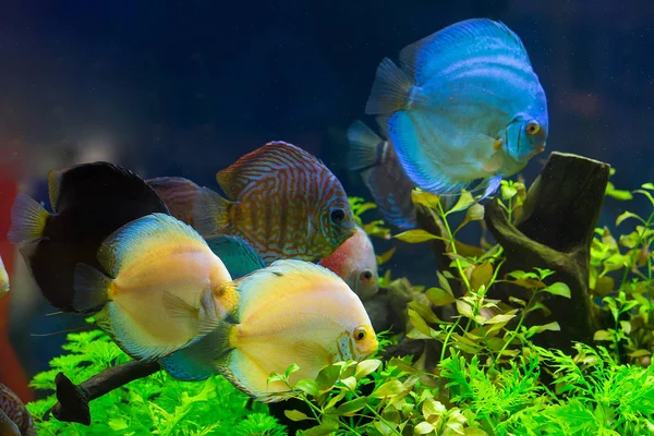 Discus (Symphysodon), çok renkli çiklitleri içinde belgili tanımlık akvaryum — Stok fotoğraf