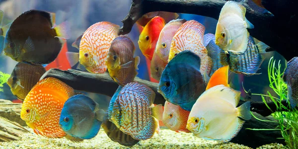 Diszkosz (Symphysodon), több színű Bölcsőszájú halak az akváriumban — Stock Fotó