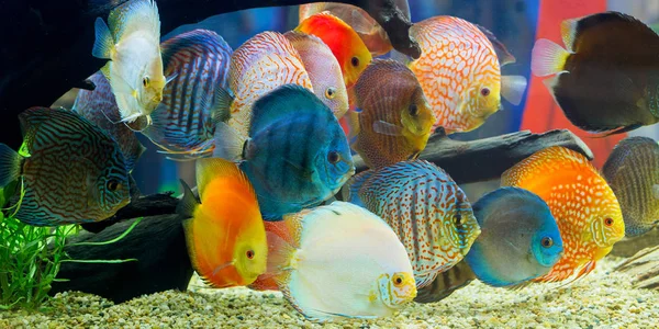 Disco (Symphysodon), cíclidos multicolores en el acuario — Foto de Stock