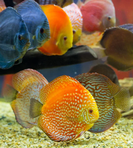 Discus (Symphysodon), multi-colored cichlids in the aquarium — Stock Photo, Image