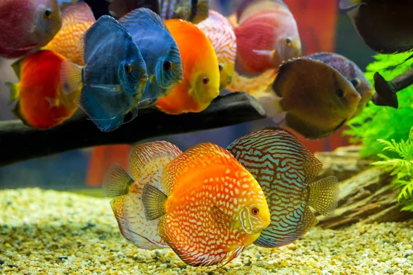 Disco (Symphysodon), cíclidos multicolores en el acuario — Foto de Stock