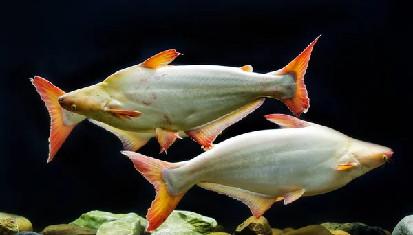 Tropische Fische, die schillernden Hai — Stockfoto