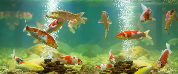 Carp in the aquarium — Stock Photo, Image