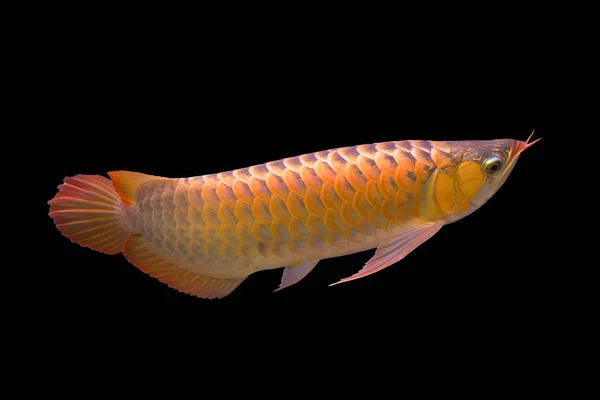 Rosso Arowana il pesce drago asiatico — Foto Stock