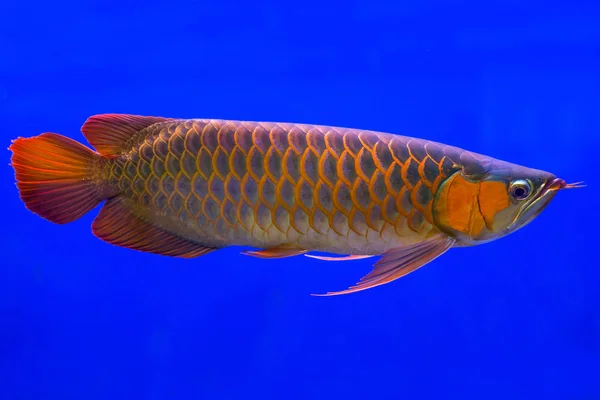 Rosso Arowana il pesce drago asiatico — Foto Stock