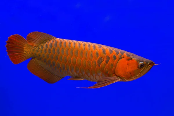 Red Arowana the Asian dragon fish — Stock Photo, Image