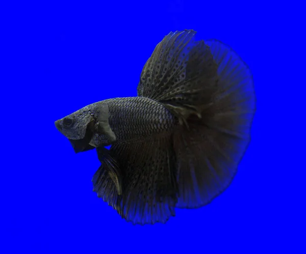 Betta pescado, peces siameses de lucha, betta splendens — Foto de Stock