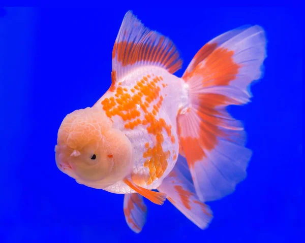 Guld fisk i akvarium tank — Stockfoto