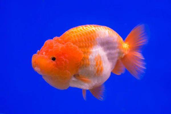 Ranchu Lion Head goldfish in fish tank. — Stock Photo, Image