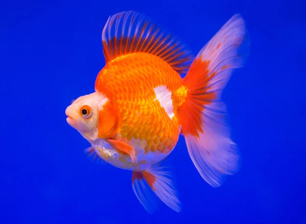 Poisson rouge Ryukin dans un fond bleu — Photo