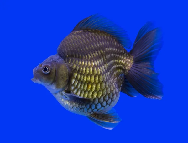 Ryukin goldfish in a blue background — Stock Photo, Image