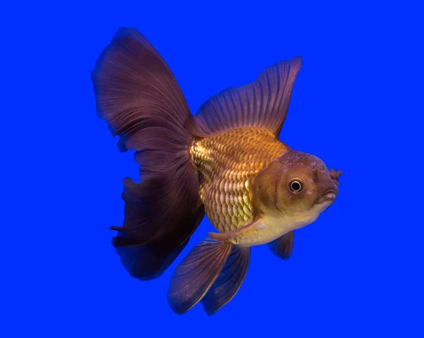 Gold fish in aquarium tank — Stock Photo, Image