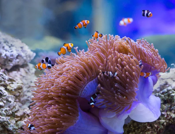 Seeanemone und Anemonenfische — Stockfoto