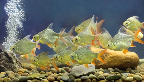 Süßwasserfische im Aquarium — Stockfoto