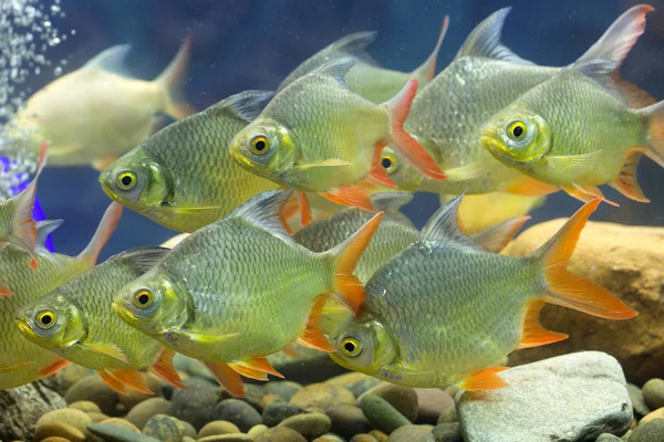 Édesvízi hal akvárium — Stock Fotó