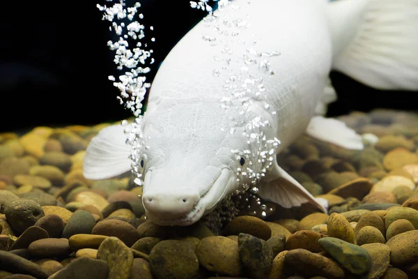 Alligator Gar Isolé Sur Black — Photo