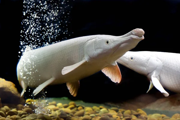 Alligator Gar isolated on Black — Stock Photo, Image