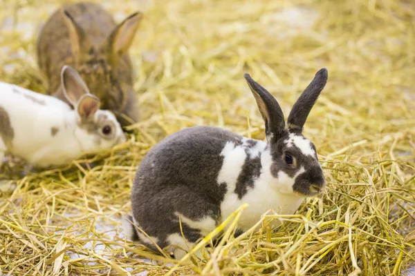 Conejos en la jaula — Foto de Stock