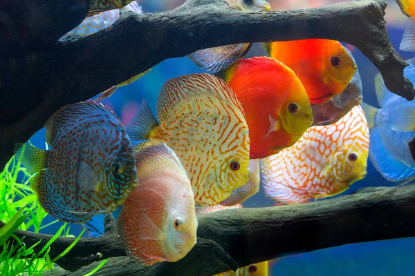 Discus (Symphysodon), çok renkli çiklitleri içinde belgili tanımlık akvaryum — Stok fotoğraf