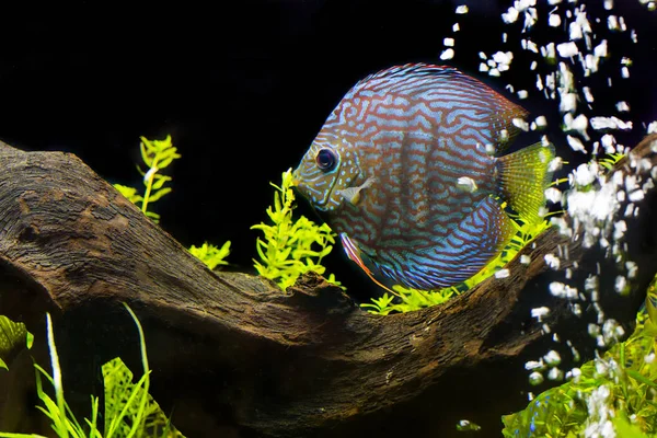 ディスカス (熱帯魚の一種)、水族館でマルチカラーのシクリッド — ストック写真