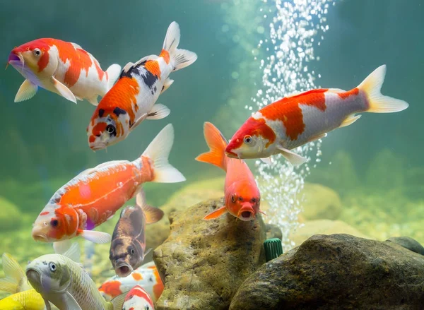 Akvaryumda sazan balığı