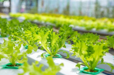 Suda sebze bitki çiftliğindeki