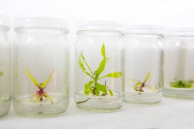 Doku kültürü Laboratuvarı