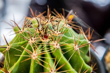 Bir ağacı dükkanda satılan kaktüs.