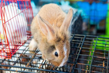 Kafeste tavşan var.